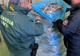 Los chocos decomisados por la Guardia Civil e Inspección Pesquera en una nave de Huelva