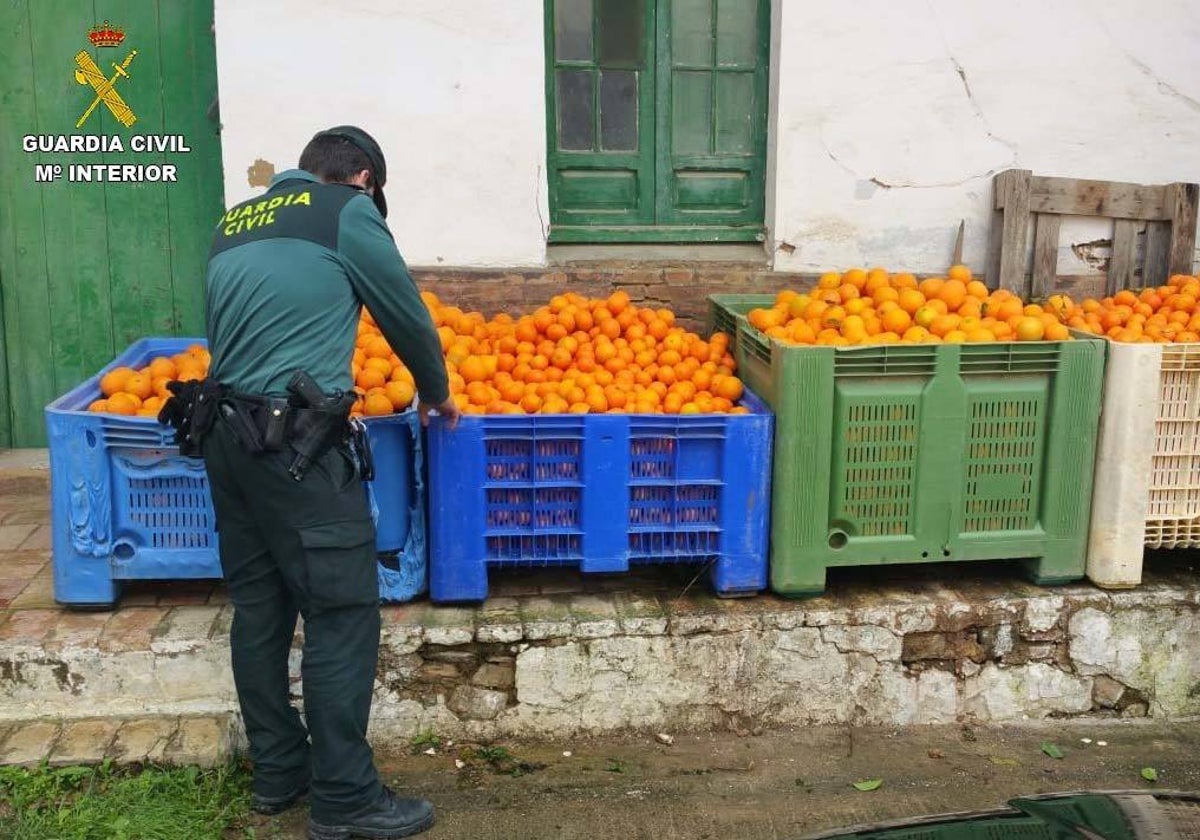 Las detenciones se han producido por robos de naranjas en varias fincas del Condado de Huelva