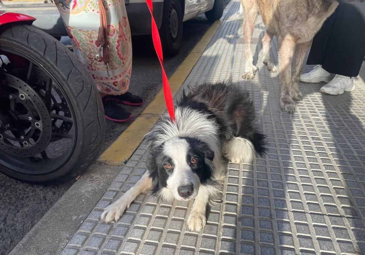 Animal rescatado por la Policía de Punta Umbría