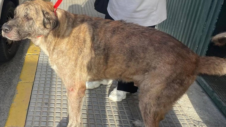 El otro perro rescatado
