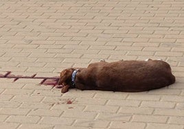 La salvaje muerte a palos de un perro que indigna a un barrio de Huelva