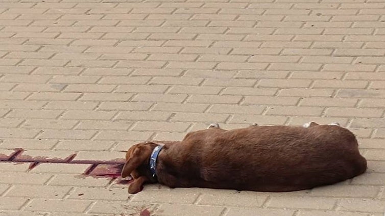 La salvaje muerte a palos de un perro que indigna a un barrio de Huelva