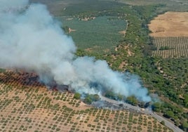 Un incendio forestal obliga a cortar la carretera A-474 en Almonte