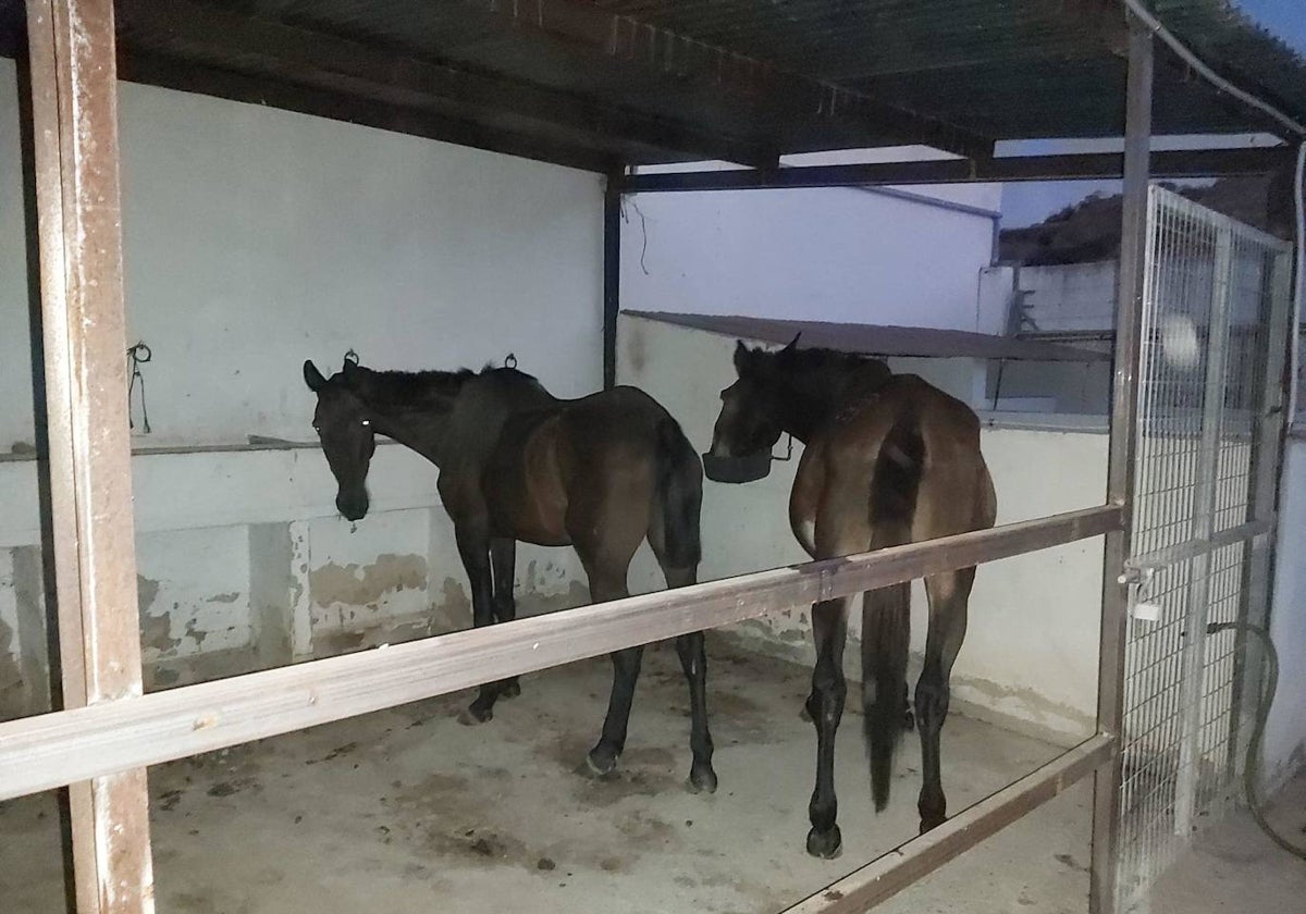 Mulos sueltos llevados ayer lunes al almacén municipal de Bonares