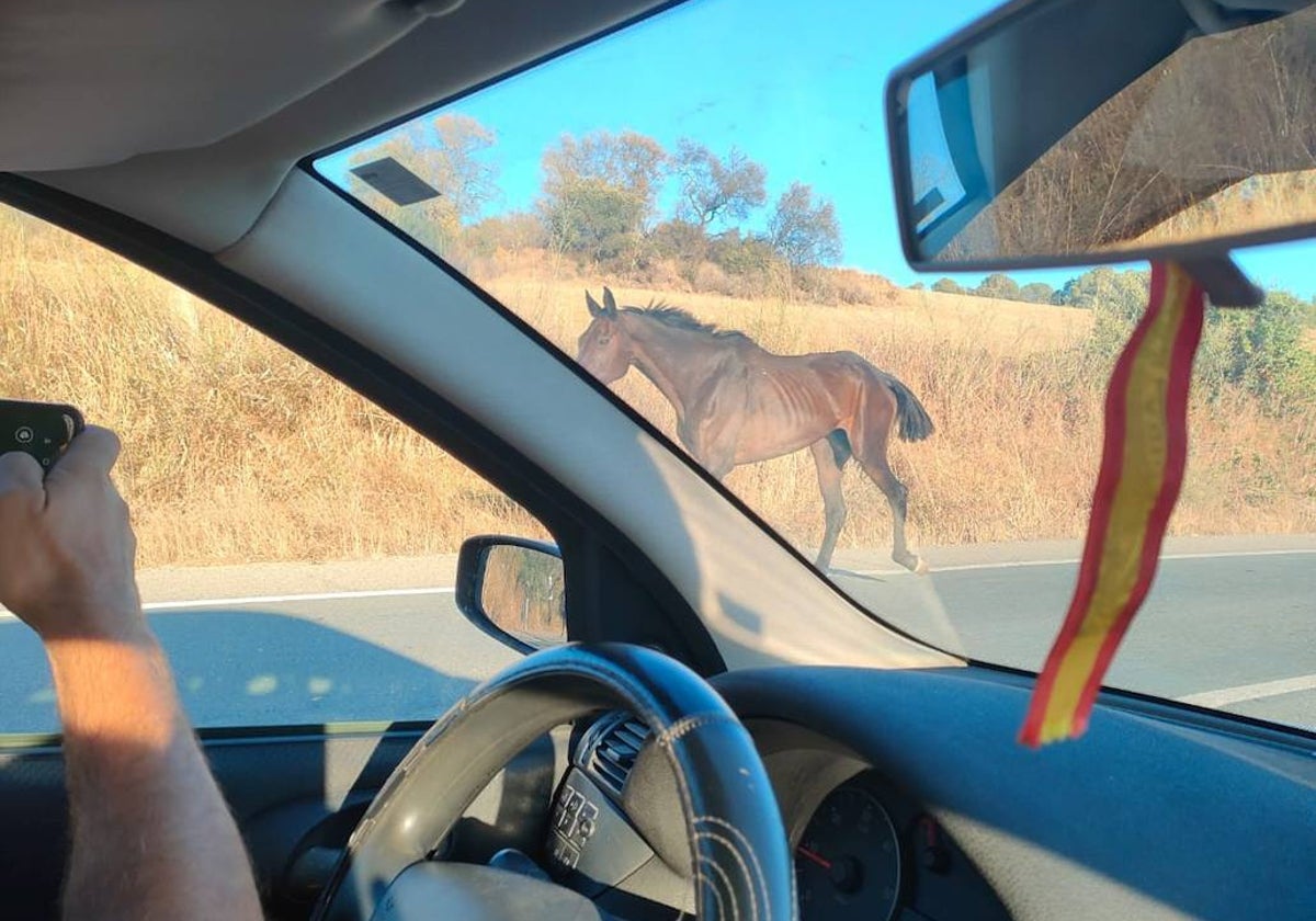 La imagen de mulos sueltos por la carretera de Bonares que le enviaron este lunes a José Antonio Cabrera