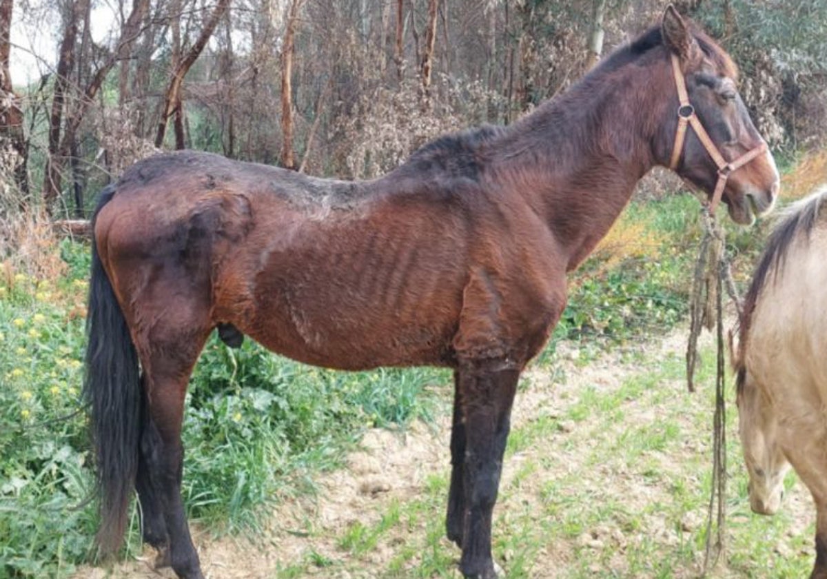 Un caballo suelto y desnutrido hace sólo unas semanas el término municipal de Bonares