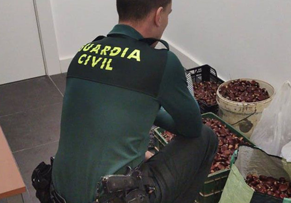 La Guardia Civil avisa: recoger sin permiso castañas de la Sierra de Huelva está penado con cárcel