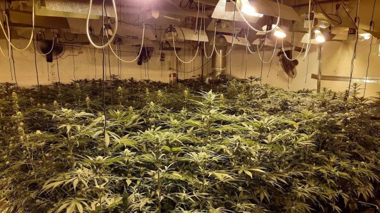 Plantación indoor de marihuana con fraude eléctrico