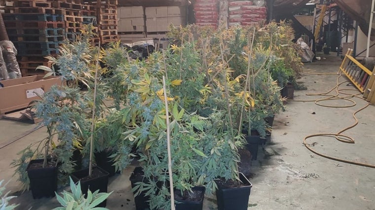 Plantas de marihuana