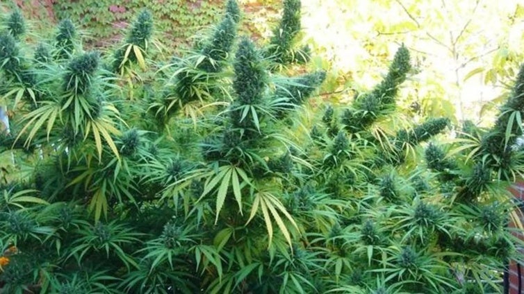 Tres años de cárcel por cultivar más de 300 plantas de marihuana en una finca de Valverde