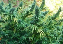 Tres años de cárcel por cultivar más de 300 plantas de marihuana en una finca de Valverde