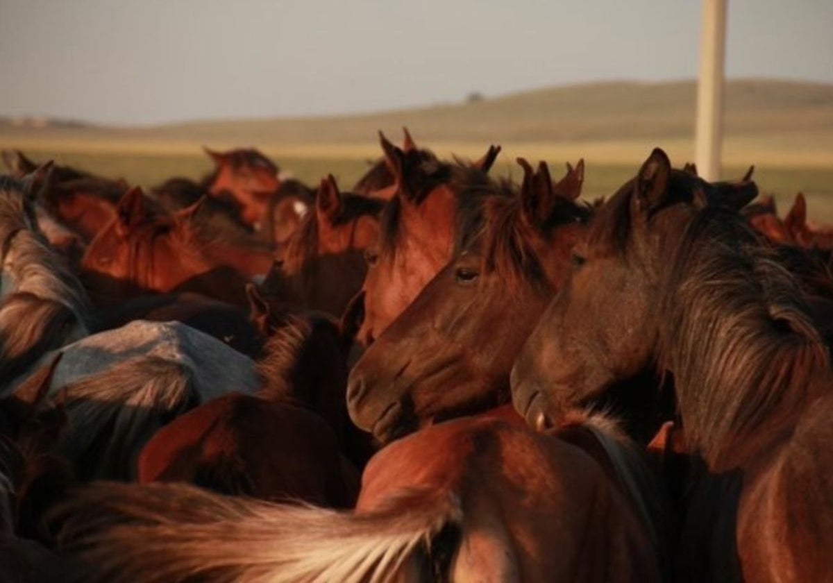 Manada de caballos