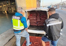 Intervenidas en Isla Cristina 1.600 kilos de almeja japonesa