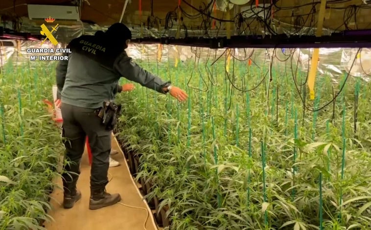 Imagen principal - Una factura de la luz «imposible» destapa una plantación industrial de marihuana en una finca de Bonares