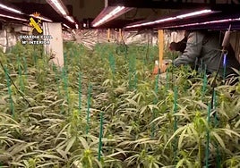 Una factura de la luz «imposible» destapa una plantación industrial de marihuana en una finca de Bonares