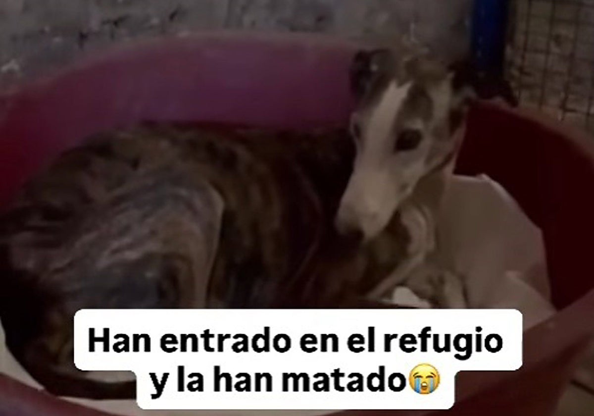Imagen del animal en un vídeo realizado por la protectora de La Palma del Condado