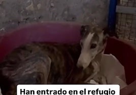 Imagen del animal en un vídeo realizado por la protectora de La Palma del Condado