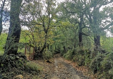 Las mejores rutas de senderismo en la Sierra de Huelva para combinar deporte y naturaleza