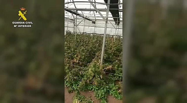 Detectan una plantación de 4.500 plantas de marihuana en Chipiona
