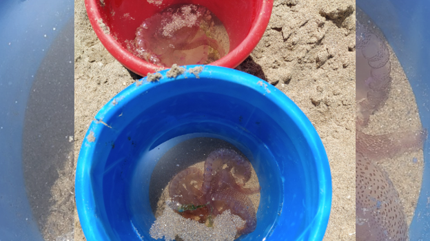 Aumenta la presencia de medusas en las playas de Cádiz: estas son las últimas vistas