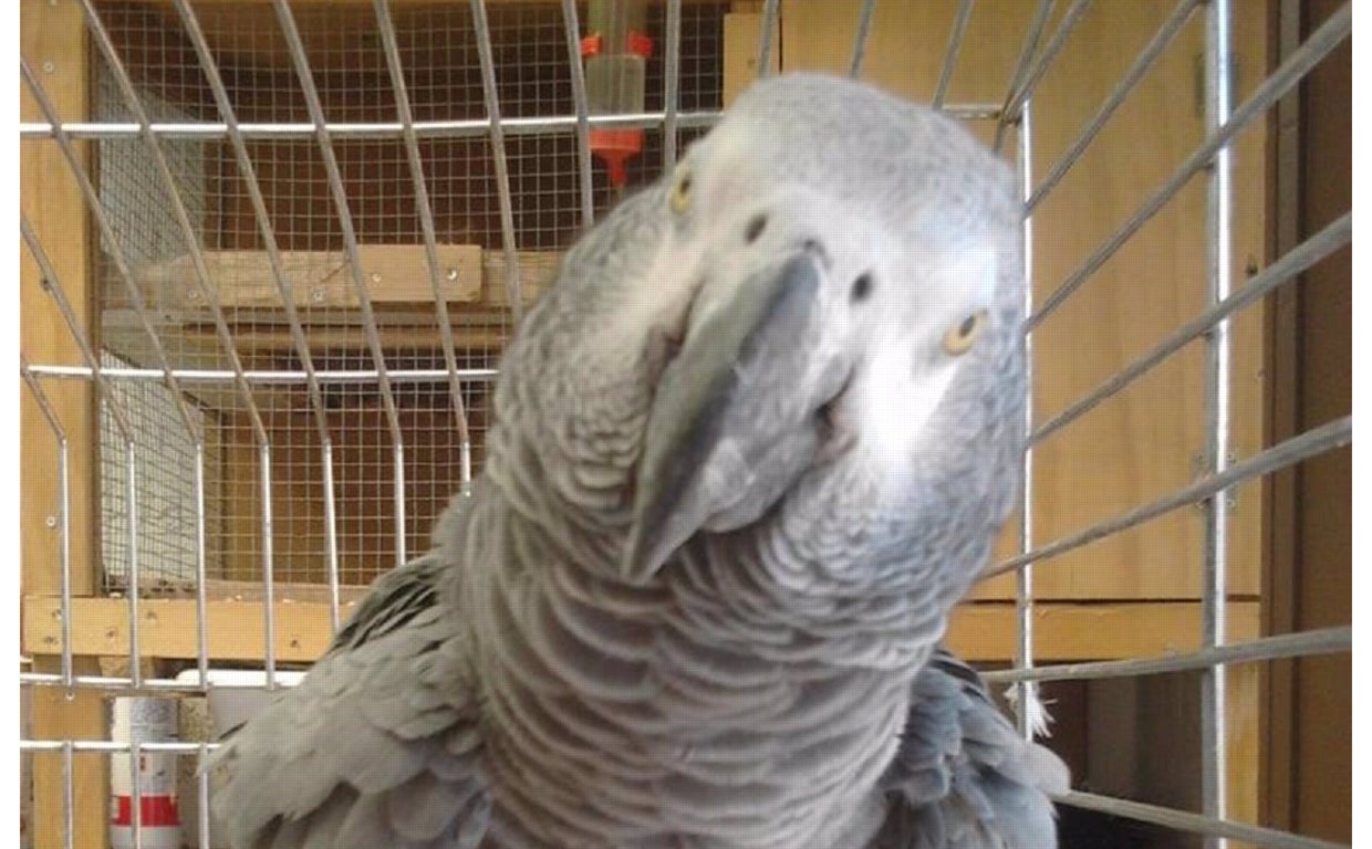 Recupera un loro robado que no paraba de nombrar a su dueña