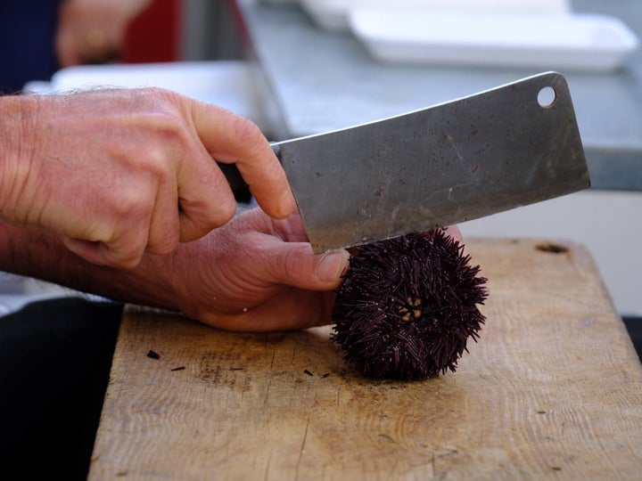 Fotos: Gran Erizada para abrir boca
