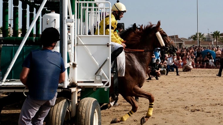 Muchos caballos participan en la cita que se celebra en la playa sanluqueña.