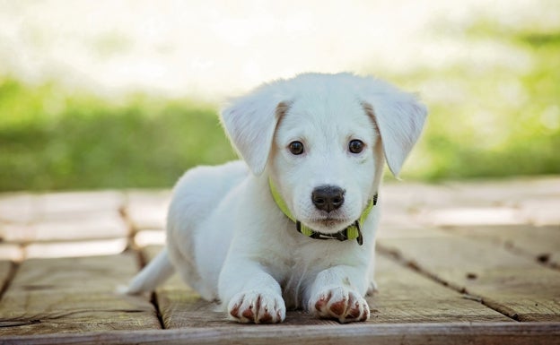 Consejos para elegir la mascota adecuada según tu familia