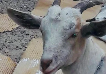 Detenido por violar una cabra un empleado de la limpieza en el Hospital Veterinario de la Complutense