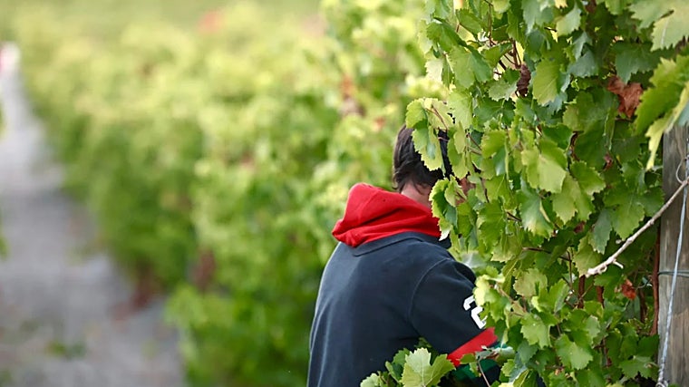 Temporada de vendimia en la campiña de Jerez