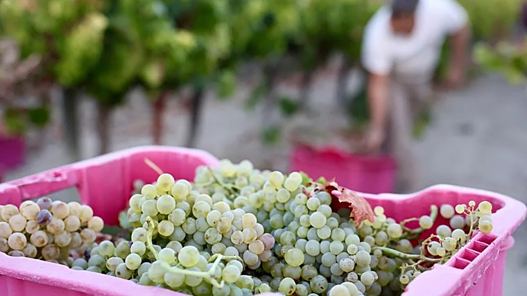 Temporada de vendimia en Jerez de la Frontera
