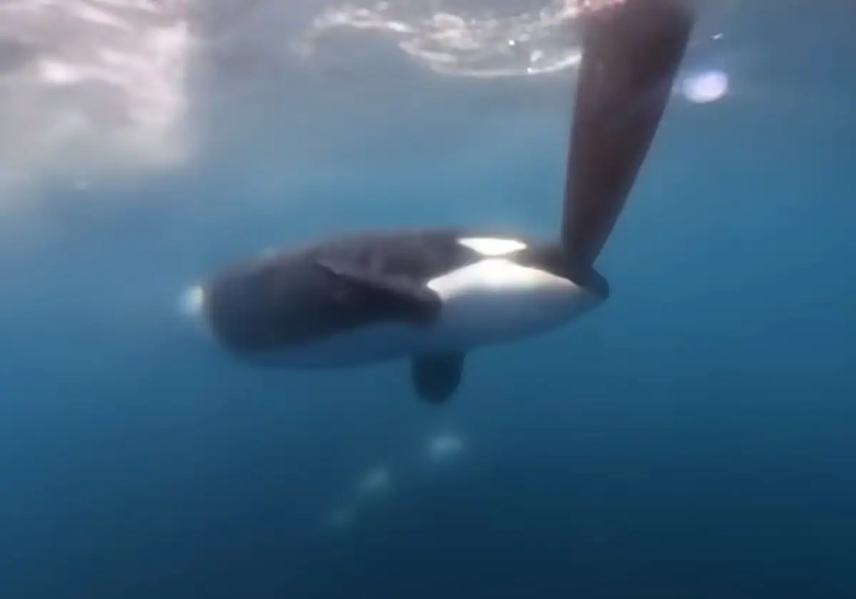 Imagen del ataque de la orca al timón de un velero en el Estrecho.
