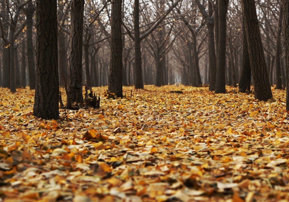 Octubre, el otoño y la vida