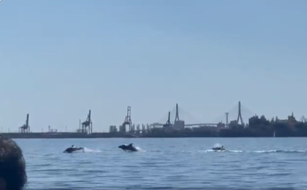 Los delfines vuelven a visitar la Bahía de Cádiz