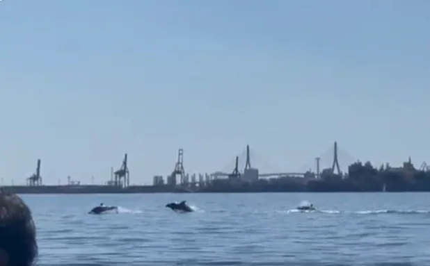 Los delfines vuelven a visitar la Bahía de Cádiz