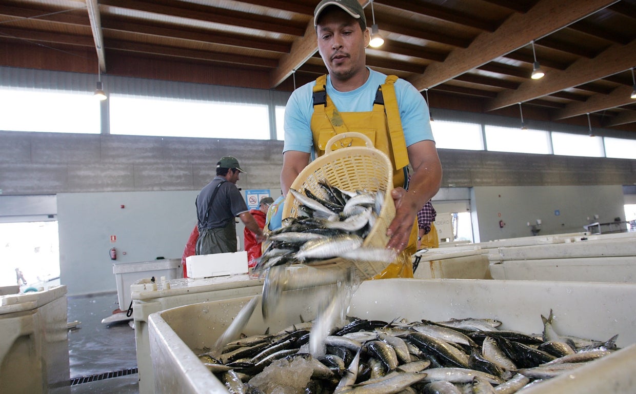 Preparativos en la lonja de Cádiz para la subasta de sardinas