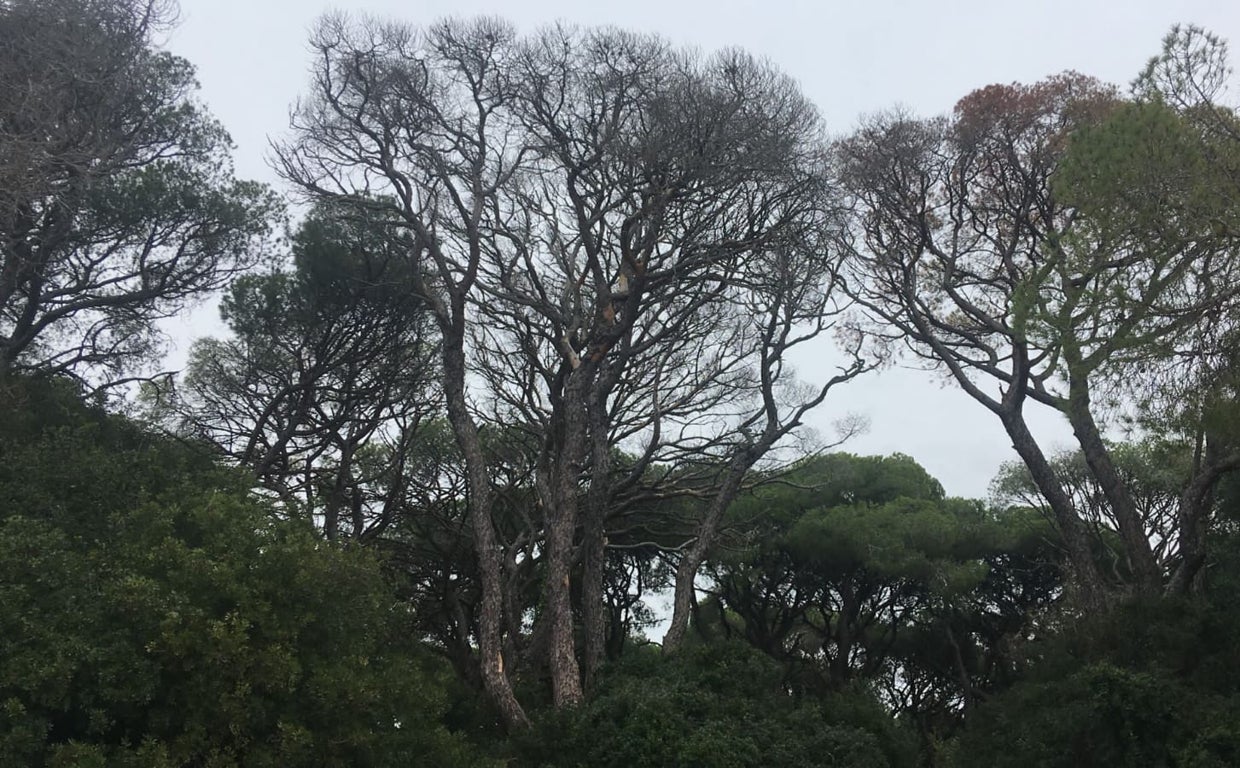 Los ecologistas denuncian que una plaga está asolando los pinares de Puerto Real