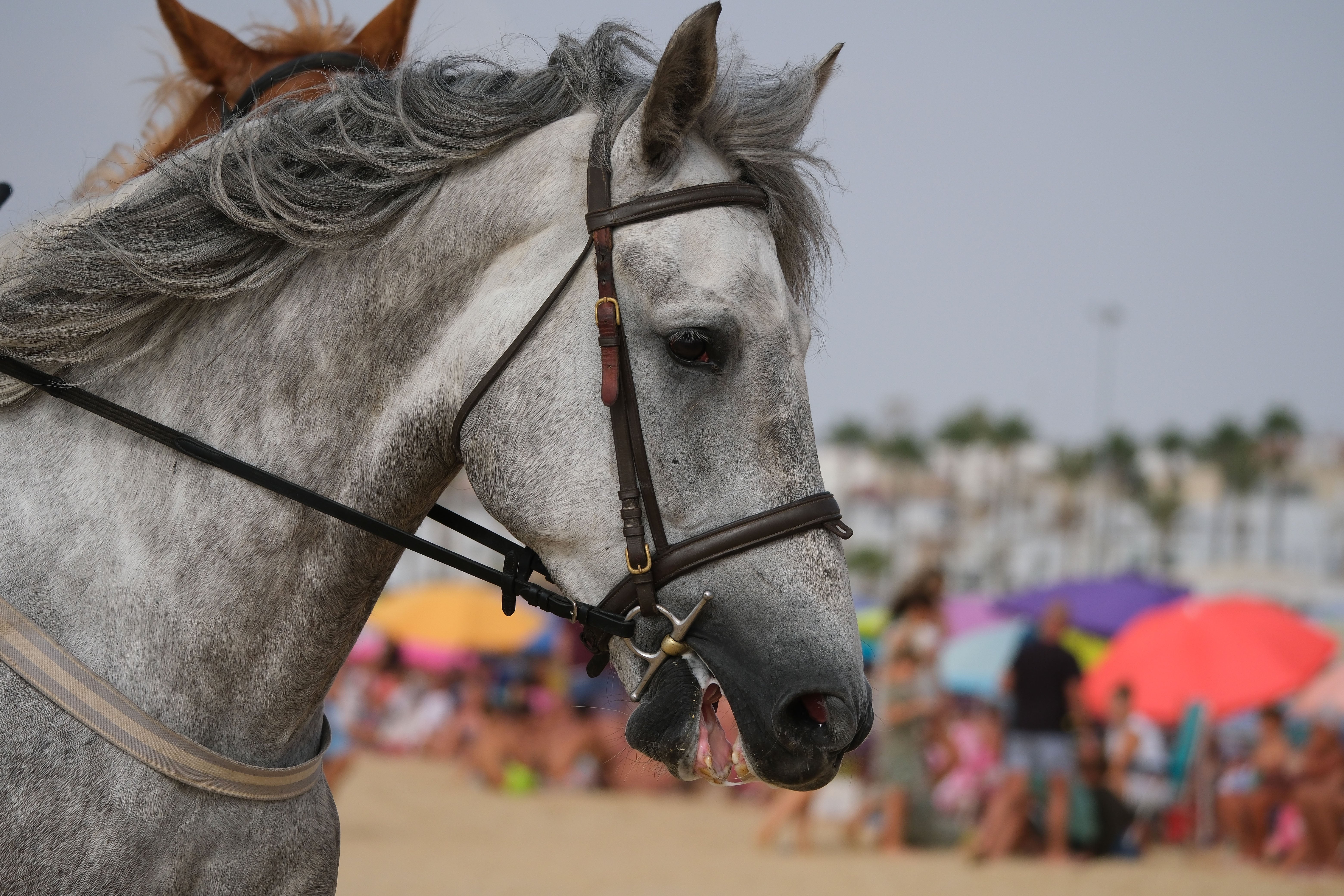 Las Carreras de Caballos de Sanlúcar regresan en todo su esplendor