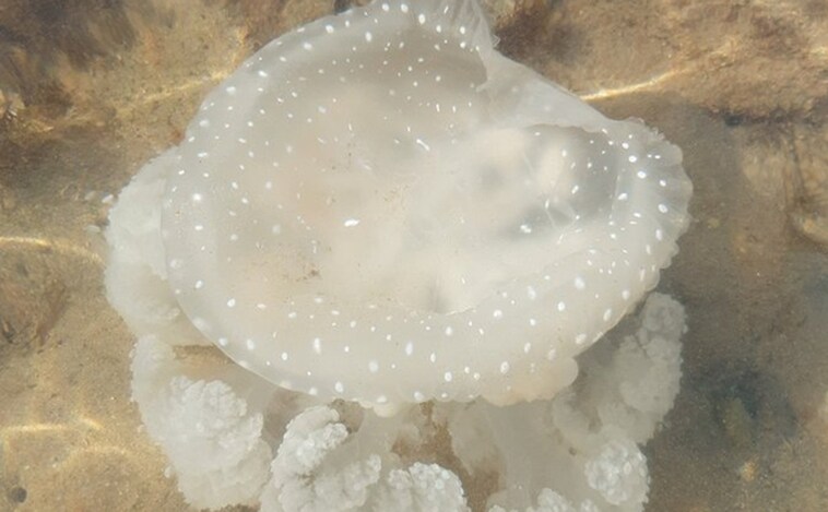 Las medusas llegan antes y se quedan más tiempo debido a las altas temperaturas