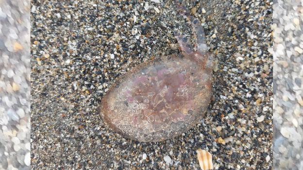 Más medusas en las playas de Cádiz este fin de semana