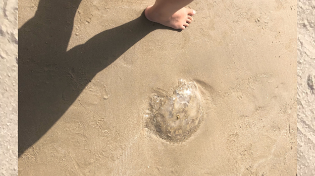 Más medusas en las playas de Cádiz este fin de semana