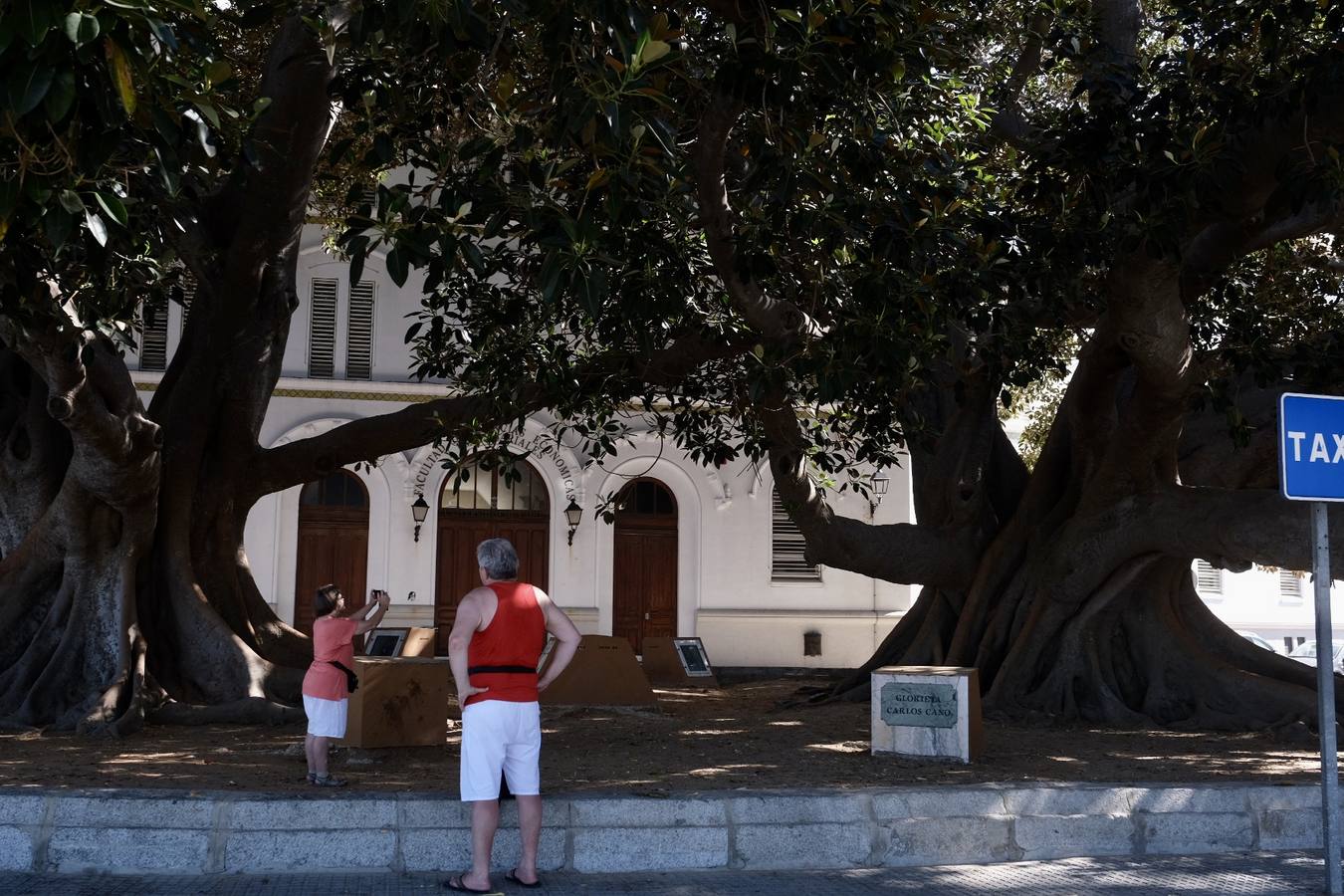 Las imágenes de los ficus centenarios de Cádiz