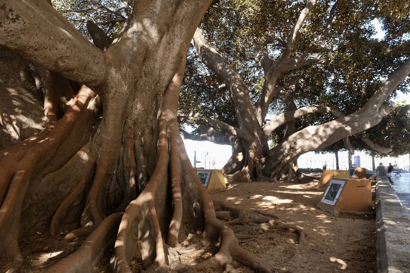 Las imágenes de los ficus centenarios de Cádiz
