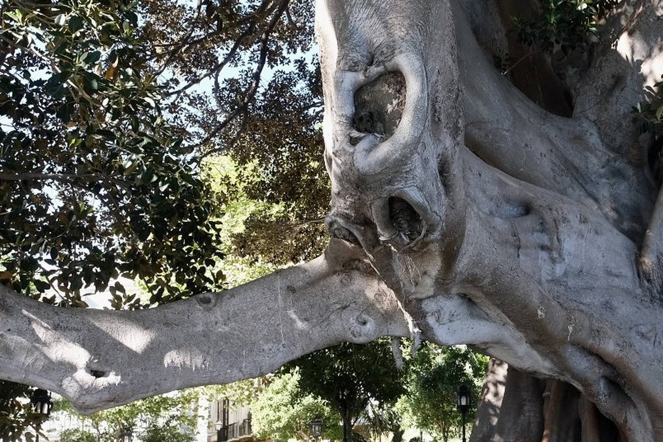 Las imágenes de los ficus centenarios de Cádiz