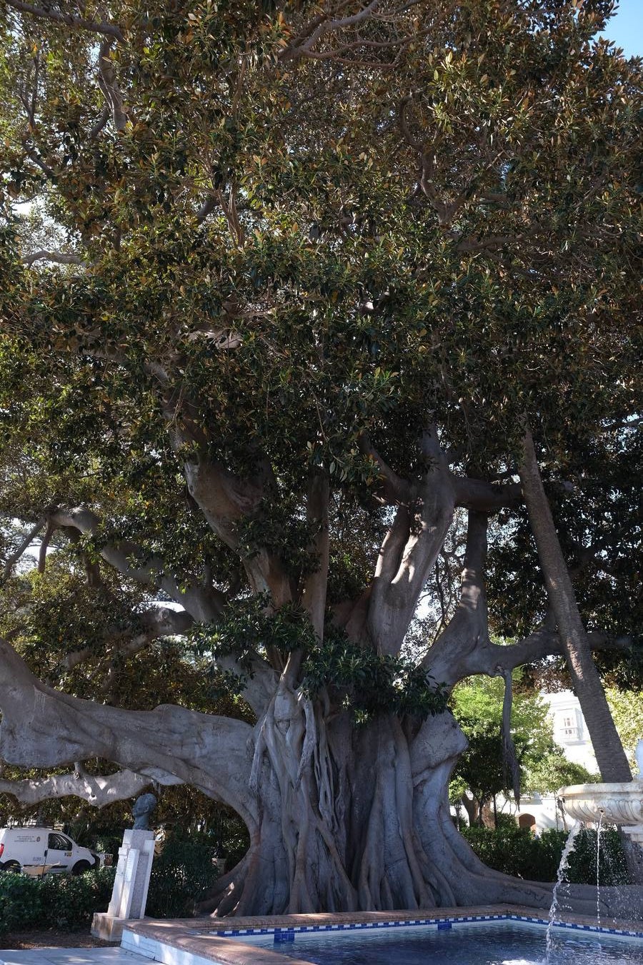 Las imágenes de los ficus centenarios de Cádiz