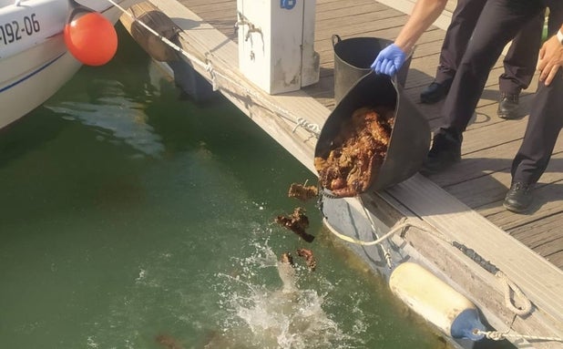 ¿Por qué son tan apreciadas las holoturias o carajos de mar de Cádiz?