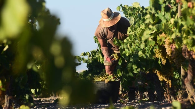 Un trabajador, durante las labores de vendimia en uno de los viñedos del marco de Jerez