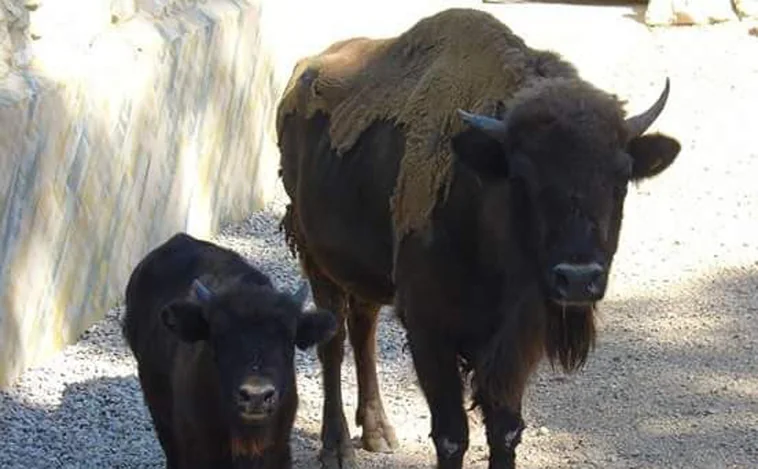 Nace una cría de bisonte europeo en el zoo de Jerez