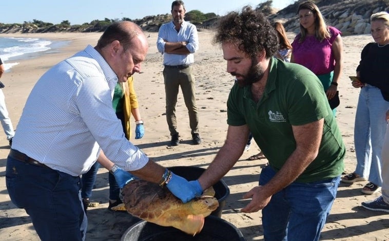 Liberadas dos tortugas marinas en la playa de Punta Candor en Rota