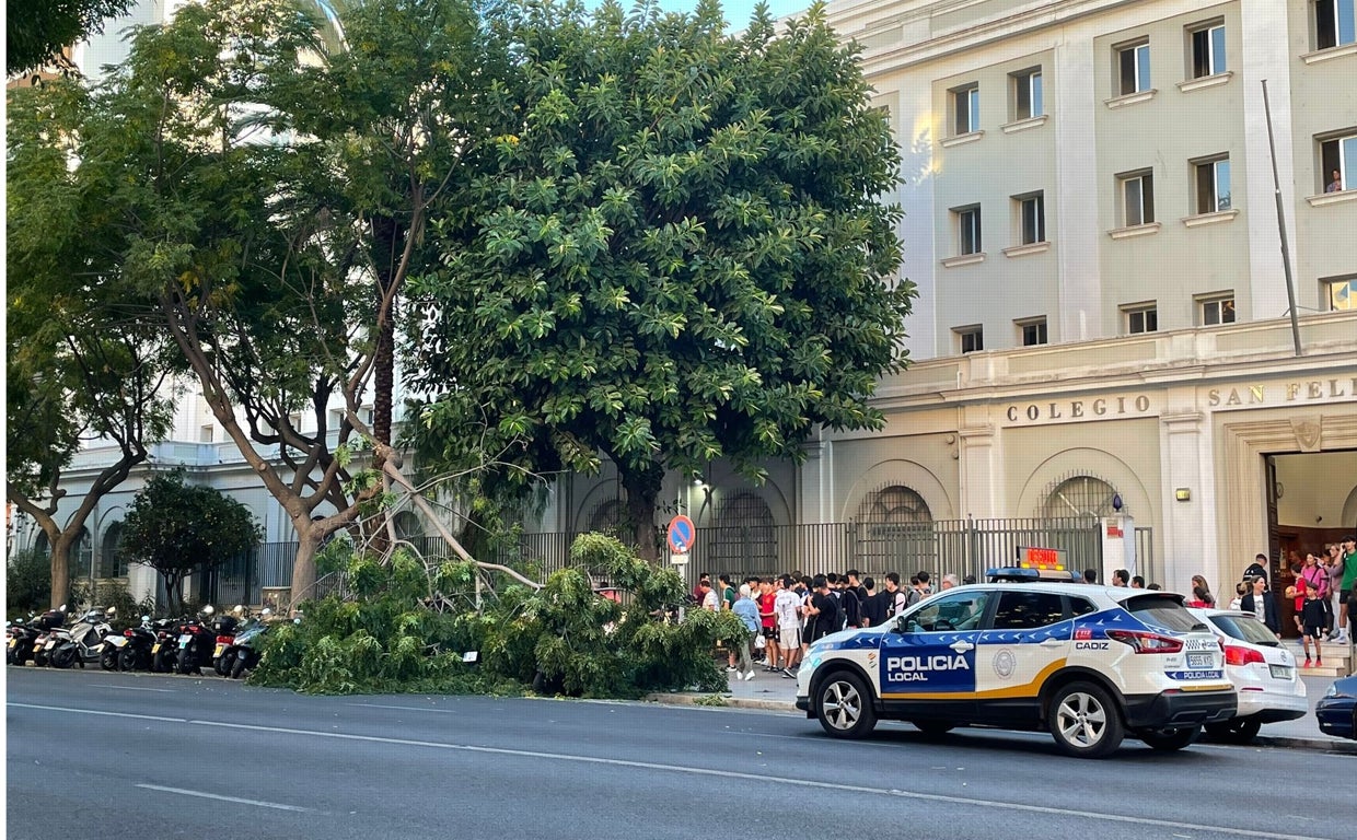 Rama de Árbol que cayó la tarde de este miércoles en la avenida principal de Cádiz.